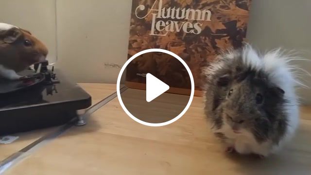 Listening to music, animals, hamsters, funny, lol, haha, fail, fails, funny animals, funny pets, pets, pet fails, animal fails, animal fail, wtf, awkward, vinyl, vinyl record, record, vinyl records, guinea pig, music, animals pets. #1