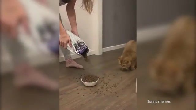More, more, funny cats, funny meme, best, funny mashup, unusual, weird, weird compilation, meme compilation, unusual meme compilation, weird meme compilation, creepy meme compilation, memes compilation, dank memes, funny, dank memes vine compilation, fresh memes, tiktok, tik tok memes, funny animals, fails of the week funny, meme, lol, kylo ren wants more, more, more more, animals pets.