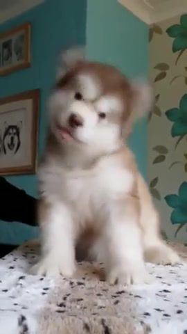 Morning, funny dog - Video & GIFs | dog,no,cute,animals pets
