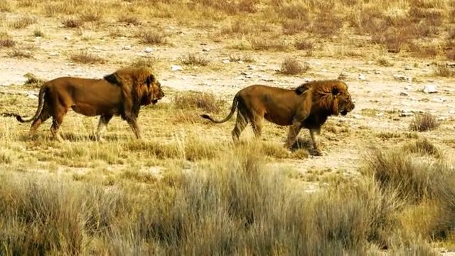 Namibia, namibia, animals, nature, music, animals pets.