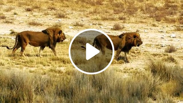 Namibia, namibia, animals, nature, music, animals pets. #1