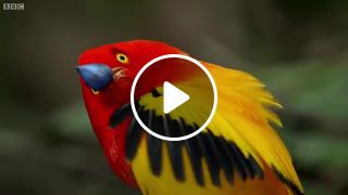 Parrot of parrots