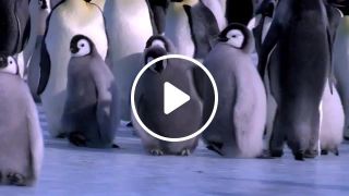 Penguin Hip Hop
