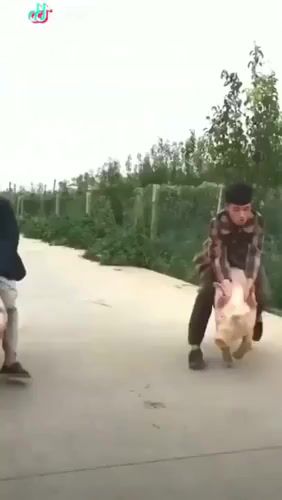 Pigs racing, animals pets.