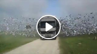 Raid of Birds