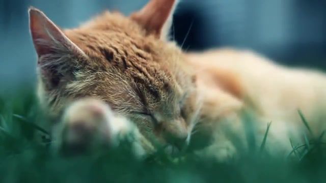 Reeelax Chillout - Video & GIFs | revolutioner,chillout,chillout music,animals pets