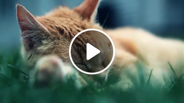 Reeelax chillout, revolutioner, chillout, chillout music, animals pets. #1