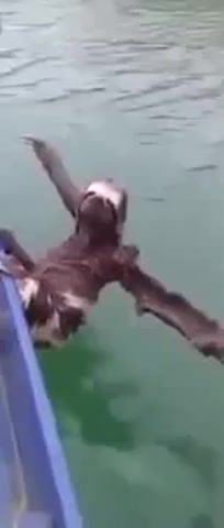 Relaxed sloth, Animals Pets