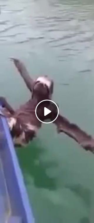 Relaxed sloth