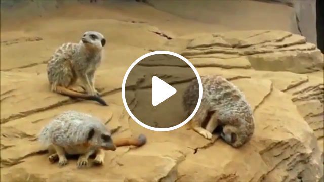 Sleeping meerkat falls off rock, meerkat, funny, dog, cat, ameryka'nska, filmy, smieszne, pet, pets, fun, animals, afv animals, afv, kyoot, animals pets. #0