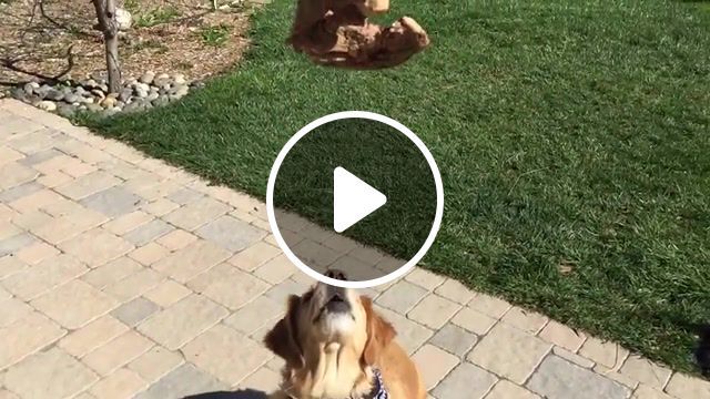 Something beautiful, catch french fry, french fries, french fry, food, music, fail, dog tricks, steak, catch, pizza, compilation, golden retriever, fritz dog, dog can not catch, dog fails, animals pets. #0