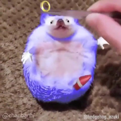 Sonic. Awesome. Amazing. Great. Viral. Hedgehog. Animal. Animals Pets.
