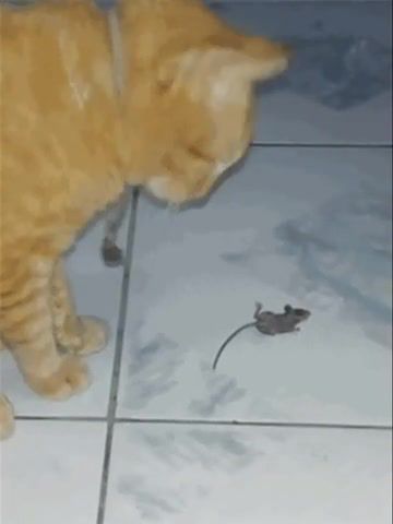 Tom and Jerry - Video & GIFs | animals pets