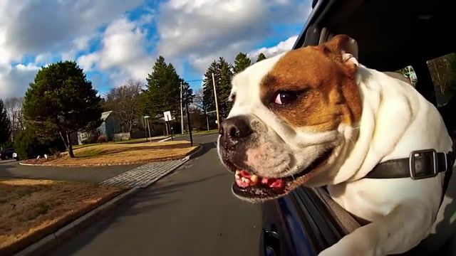 Wanna go for a ride, animals, funny animals, summer, chill, ride, breeze, wind, sweet, funny, fun, darling, real estate, dog, wanna go for a ride, cars, dogs, best day ever, happy, dogs in cars, animals pets.