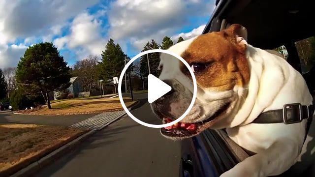 Wanna go for a ride, animals, funny animals, summer, chill, ride, breeze, wind, sweet, funny, fun, darling, real estate, dog, wanna go for a ride, cars, dogs, best day ever, happy, dogs in cars, animals pets. #0