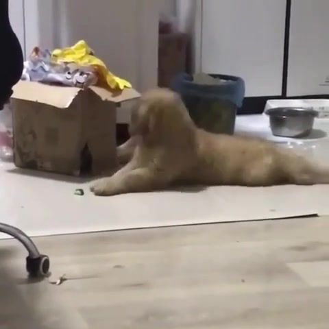 When the favorite song started playing, Fun, Funny, Funny Gif, Funny Moments, Funny Animal, Funny Pet, Pet, Animal, Funny Dog, Dog, Dance, Song, Music, Favorite, Lol, Hahah, Funanimalvids, Vine, Try Not To Laugh, Challenge, Love, Cute, Laughter, Comedy, Rock, Hardcore, Tardigrade Inferno, All Tardigrades Go To Hell, Animals Pets