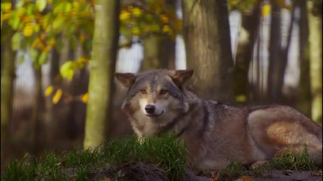 Wolf mother, wolf, first aid kit, wild life, wild, forest, animals pets.