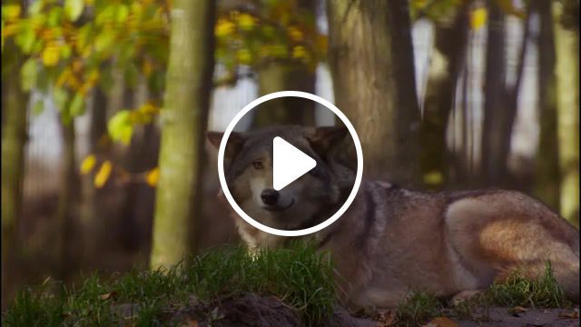 Wolf mother, wolf, first aid kit, wild life, wild, forest, animals pets. #0