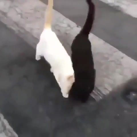 Yin and yang cats with love, Yasuha Kominami Trash, Animals Pets