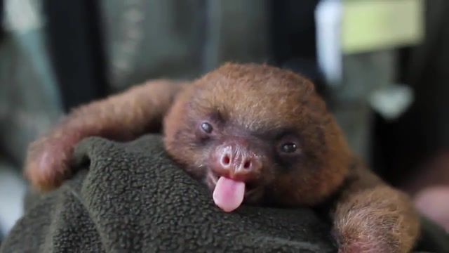 Baby Sloth, Pet, Baby, Trending, Sloth, Cuteness, Yawn, Filming, Using, Canon T2i, Tired, Sleeping, Adorable, Peru, Jungle, Cute, Mike Koziel, Laughing, Yawning, Kristen Bell