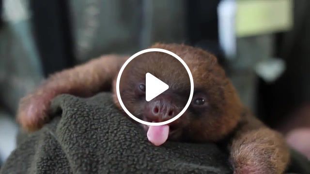 Baby sloth, pet, baby, trending, sloth, cuteness, yawn, filming, using, canon t2i, tired, sleeping, adorable, peru, jungle, cute, mike koziel, laughing, yawning, kristen bell. #0