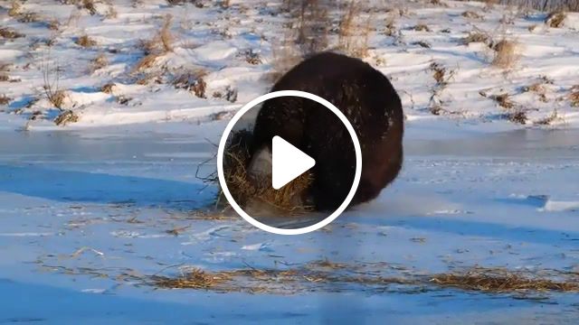 Bear goes for a roll in the hay, best, football, funny, somersaults, plays, hay, bear, animal, snow, winter, alaska, animals pets. #1