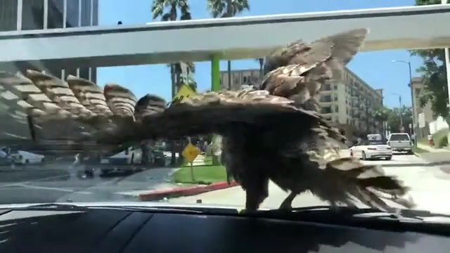 Casual hawk, animals, nature, birds, funny, funnyanimals, hawk, steve miller band, fly like an eagle, eagly, bird, casual, wtf moments, animals pets. #2