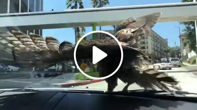 Casual hawk, animals, nature, birds, funny, funnyanimals, hawk, steve miller band, fly like an eagle, eagly, bird, casual, wtf moments, animals pets. #0