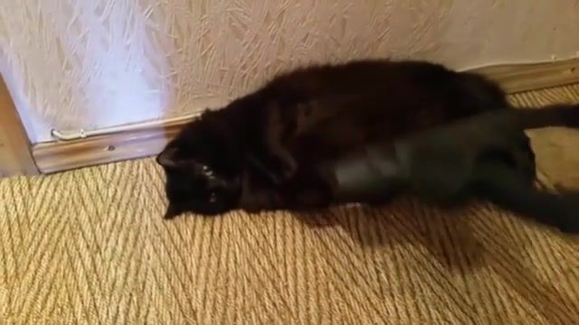 Cat down we go, cats, i do not care, pohui, cat, russian cat, vacuum cleaner, animals, lol, way down we go, depresion, animal. #2