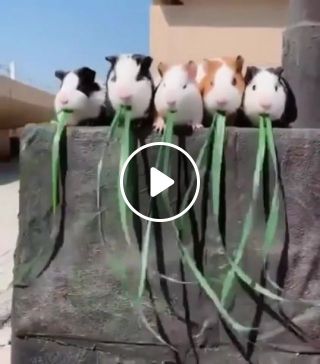 Five guinea pigs