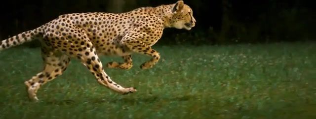 Flying cheetah - Video & GIFs | cheetah,animal,animals,nature,wild nature,wildlife,big cat,predator,felines,wild animals,wild cats,slow,john,zoo,animals pets
