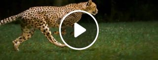 Flying cheetah