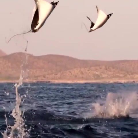 Flying mobula mobular rays, mobula, mobula mobular, sea, ocean, fly, jump, ray, flop, group, myliobatidae, flying stingray, mating games, animals pets.