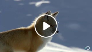 Fox Dives into snow