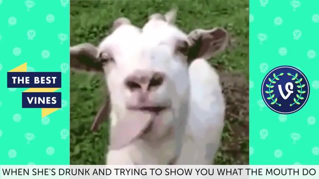 Funny goat, animals pets.