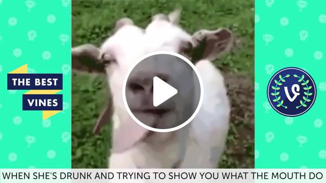 Funny goat, animals pets. #0