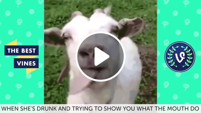 Funny goat, animals pets. #1