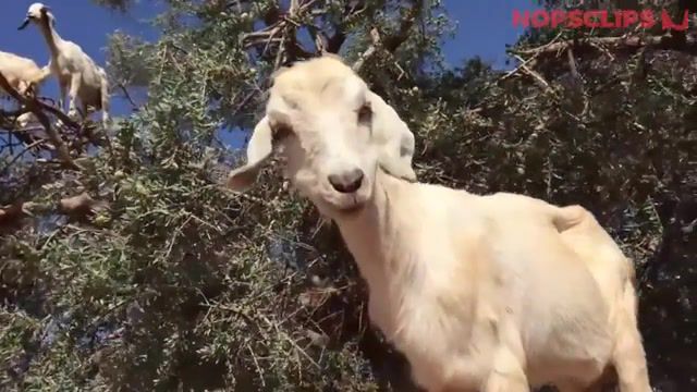 Goats In The Tree. Like A Boss Compilation. Funniest 10 Minutes. Like A Boss. Boss Compilation. Like Boss. Thug Life Compilation. Best Like A Boss. Nopsclips. Best Vine Compilation. Close Calls. Funny Fails. People Are Awesome. Funny Kids. Funny 10 Minutes. Most Amazing. Funny And Amazing. People With Cool Skills. Try Not To Laugh. Unexpected Moments. Funny Kids And Animals. Animals Pets.