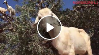Goats in the tree