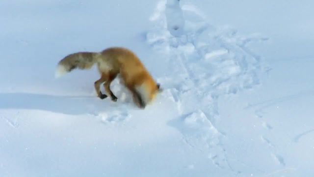 Hunting fox i'll find you, fox playing, fox hunting, fox dives in snow, fox dives, wild animal, wild animals, animals, animal, natural history, filming, cinematography, science, biology, zoology, natural, nature, television documentary, documentary, nature doc, tv event, nature documentary, discovery channel, discovery, north america, fox, animals pets.