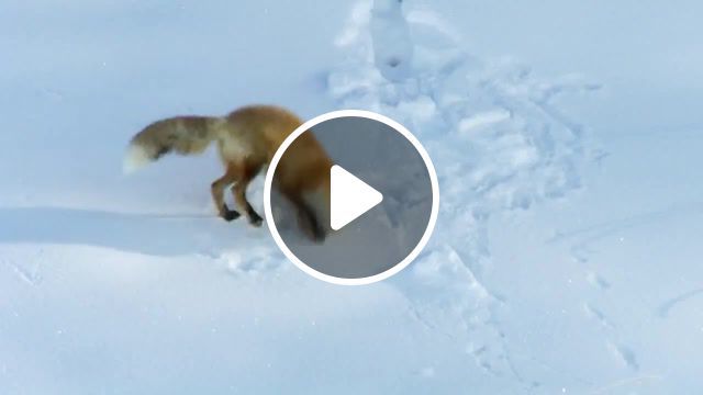 Hunting fox i'll find you, fox playing, fox hunting, fox dives in snow, fox dives, wild animal, wild animals, animals, animal, natural history, filming, cinematography, science, biology, zoology, natural, nature, television documentary, documentary, nature doc, tv event, nature documentary, discovery channel, discovery, north america, fox, animals pets. #0