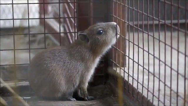 I, capybara, want to break free, cute, baby capybara, chiguire, capybara, animals pets. #2
