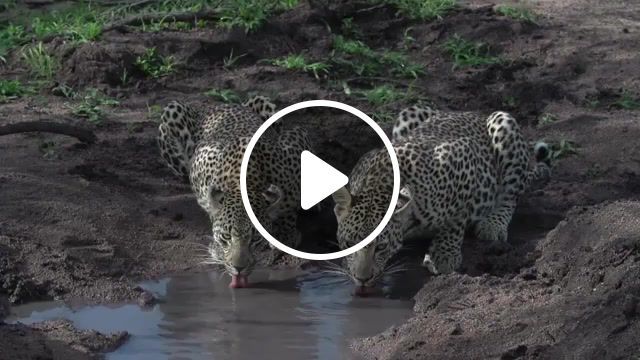 Leopard, music, oh wonder without you, animals, water, life, cat, animals pets. #0