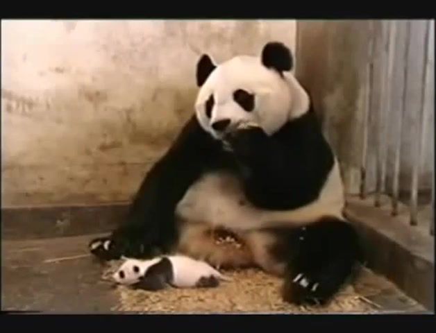 Little desiigner panda, desiigner, desiigner panda, kg, sneezing, funny, funny panda, scared panda, sneezing baby panda, panda sneezing, sneezing panda, sneeze, baby panda, panda baby, panda mother, mommy panda, panda, animals pets.
