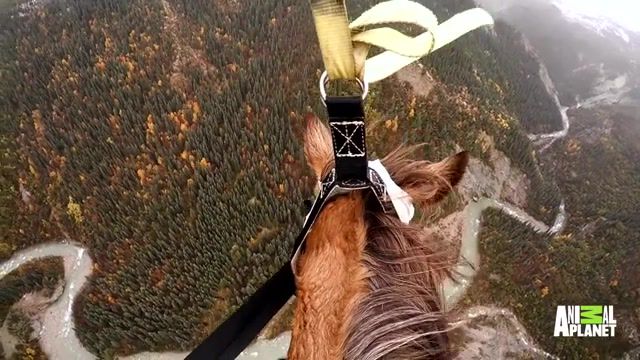 Mission Impossible, Horse Dee Full Episodes, Dr Dee Alaska Vet Tv Show, Animal Planet, Horse Rescue, Helicopter Horse, Horse Airlifted, Alaska Pets, Veterinary Practice, Frontier Vet, Reality Tv Series, Dr Dee Alaska Vet, Animals Pets