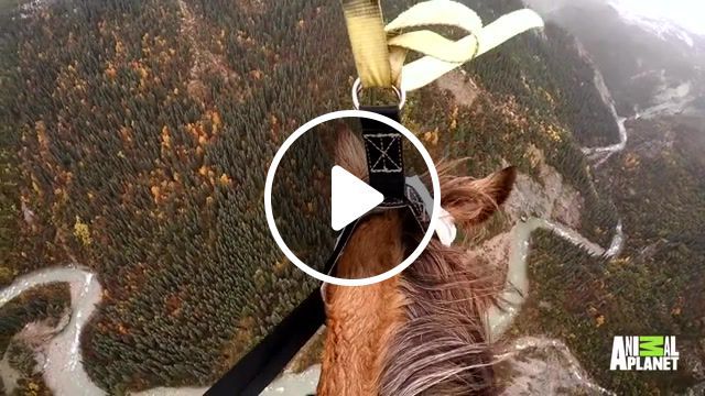 Mission impossible, horse dee full episodes, dr dee alaska vet tv show, animal planet, horse rescue, helicopter horse, horse airlifted, alaska pets, veterinary practice, frontier vet, reality tv series, dr dee alaska vet, animals pets. #0