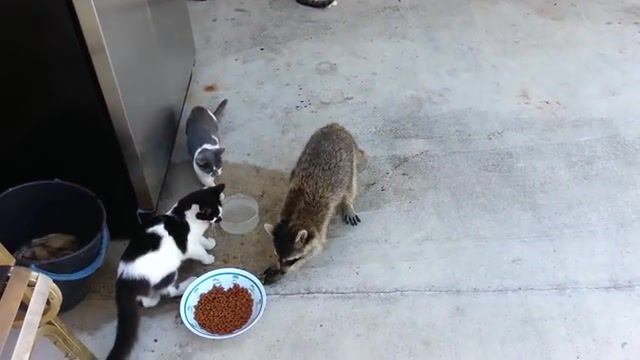 Raccoon plays pay day in a real, funny, animals, cats, stealing, cute, rescue, dog, animal, hand, fox, eating, original, food, raccoon, dogs, drinking, caring, cat, results ticket, put, animals pets.