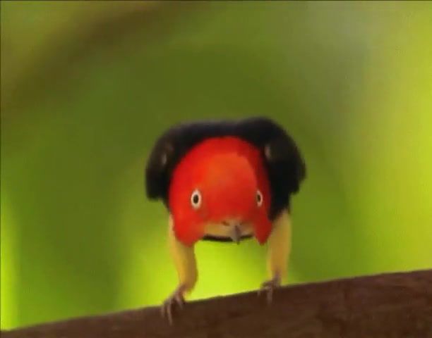 Red Capped Manakin moving around, Red Capped Manakin Moving Around, Animals Pets