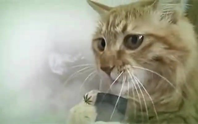 Smoke wave - Video & GIFs | funny cats,weed,smoke,wave,bongo,cat,meme,police,cops,cat drummer,cat weed,animals pets