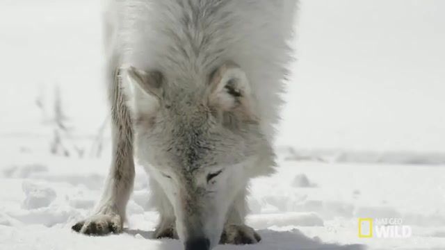 Snow wolves, Music, Animals, Nature, Wolves, Hunting, Snow, Nastya Snow Wolves, Animals Pets